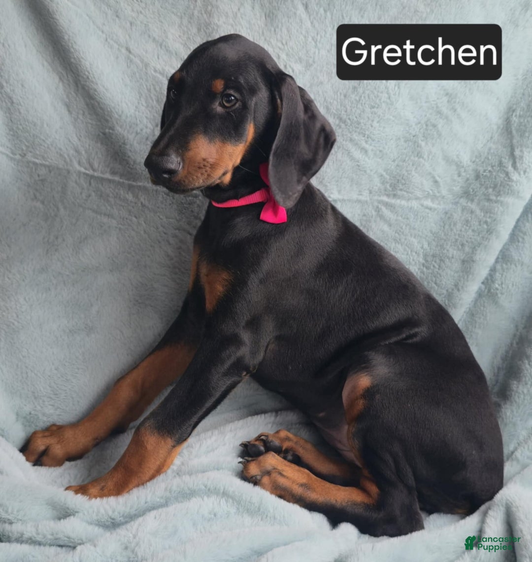 Doberman Pinscher dogs for sale: Grechen - Image 4