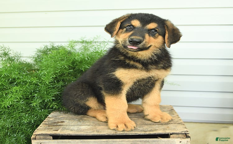 German Shepherd dogs - Advert 11