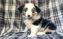 Miniature Australian Shepherd dogs for sale: Skeeter - Image 5