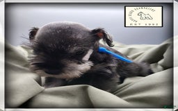Miniature Schnauzer dogs for sale: Basil - Image 9