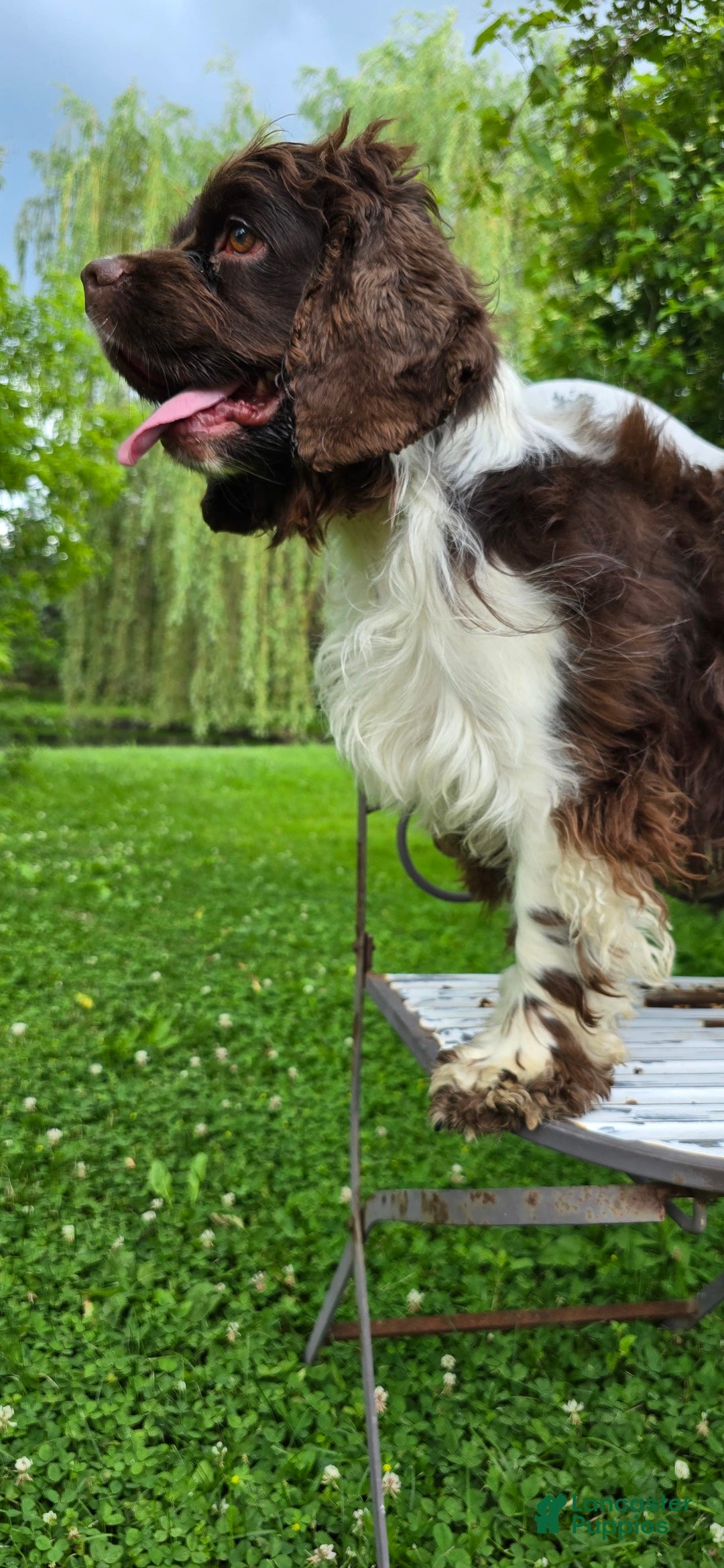 Cocker Spaniel dogs for sale: Benji - Image 14