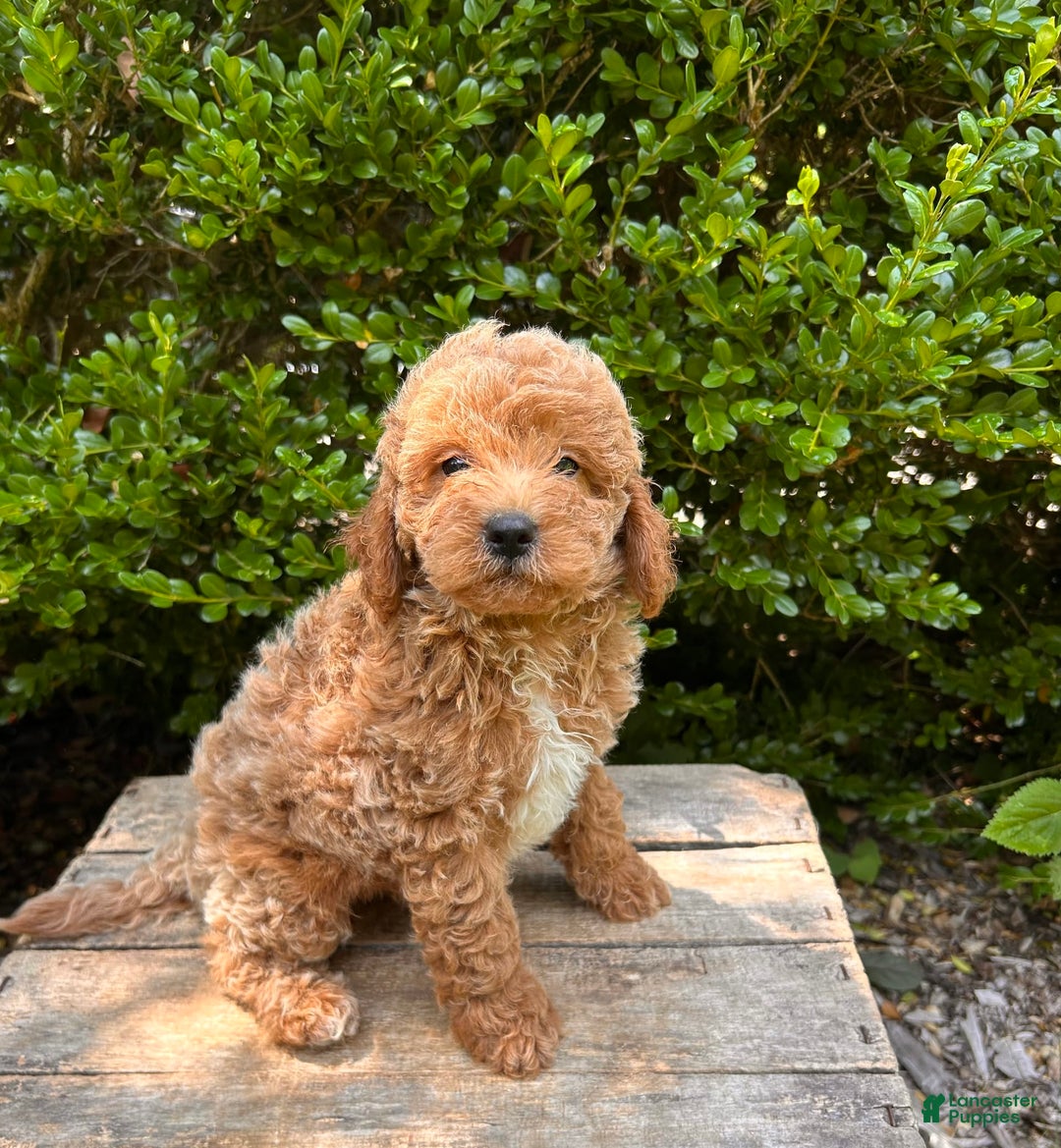 Mini Goldendoodle dogs for sale: Otis - Image 11