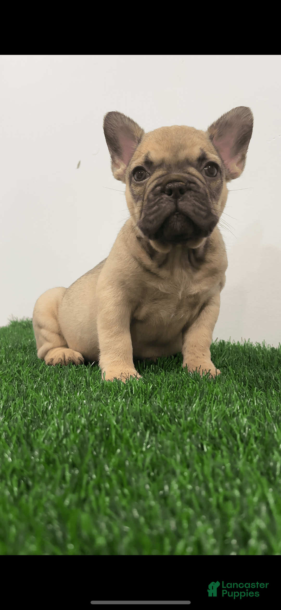 French Bulldog dogs for sale: Female Frenchies - Image 9