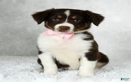 Miniature Australian Shepherd dogs for sale: Ava - Image 2