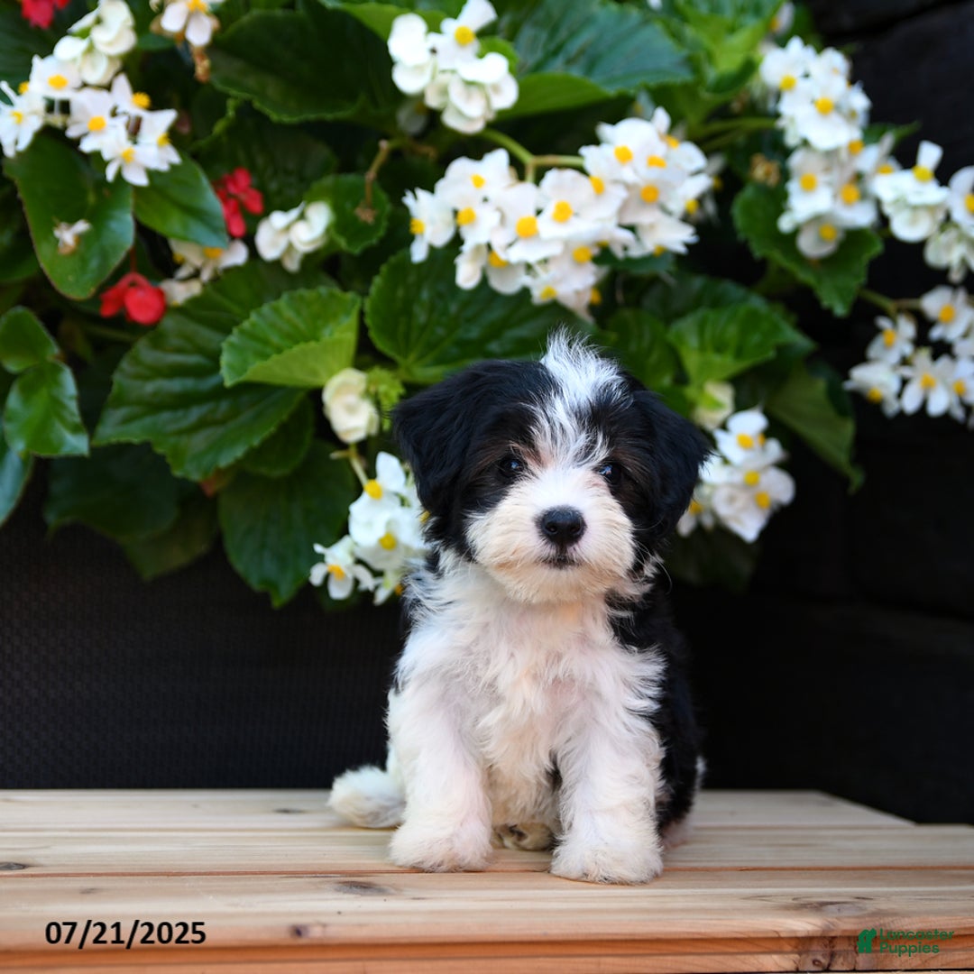 Maltese dogs for sale: Jenny - Image 3