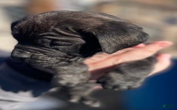 Cane Corso dogs for sale: Baby Doll - Image 1