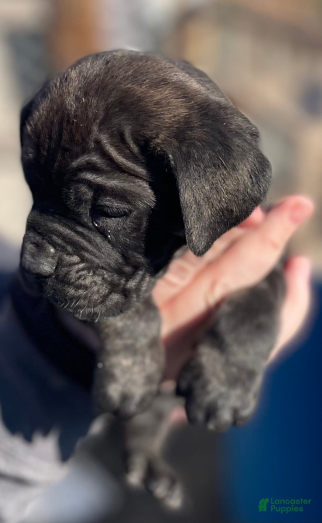 Cane Corso dogs for sale: Baby Doll - Image 1