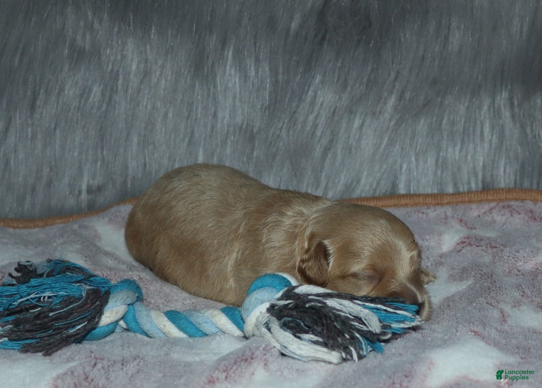 Havapoo dogs for sale: Chase - Image 9