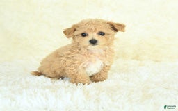 Bichpoo dogs for sale: Cakepop - Image 3