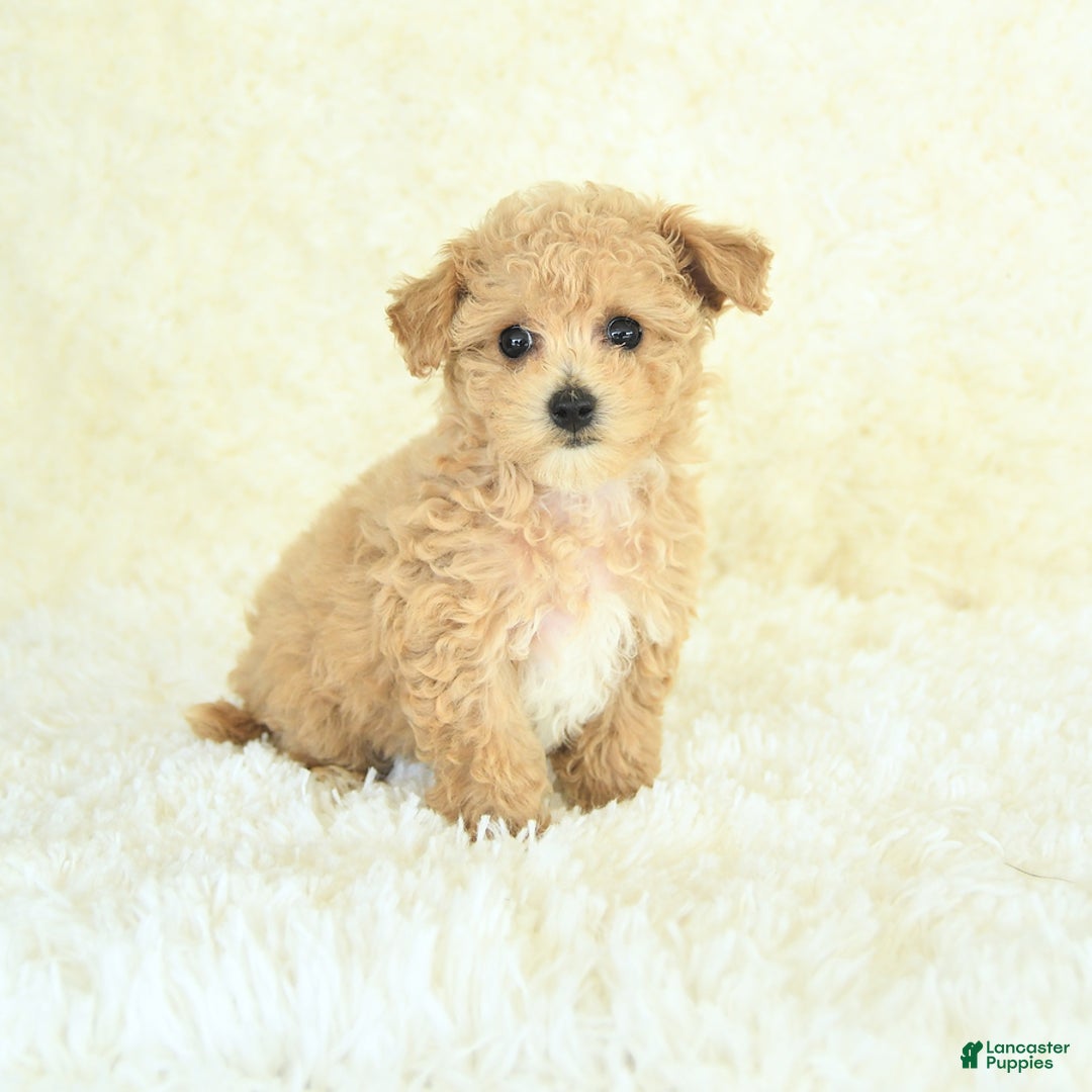 Bichpoo dogs for sale: Cakepop - Image 3