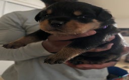 Rottweiler dogs for sale: Roxy - Image 4