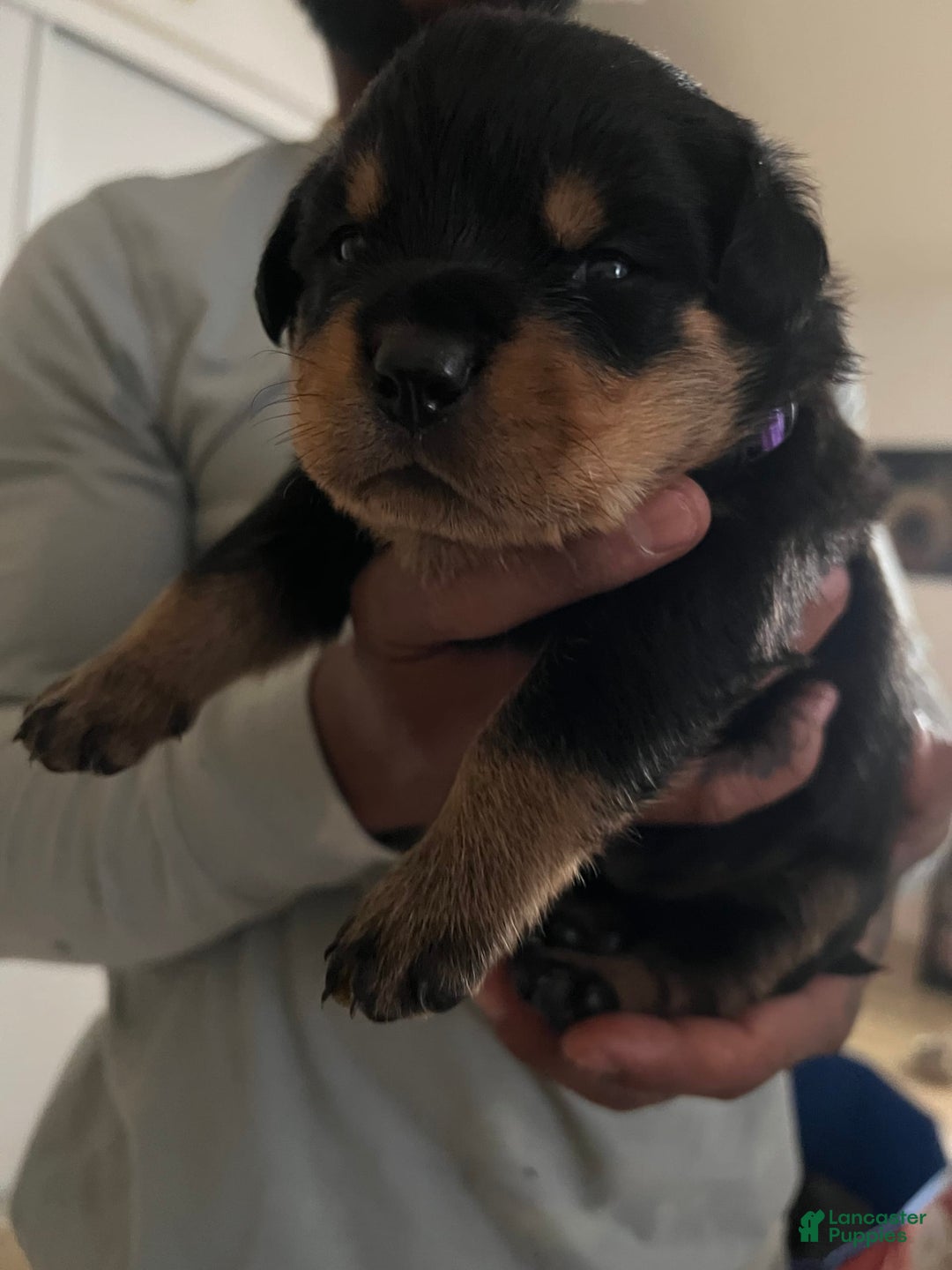 Rottweiler dogs for sale: Roxy - Image 4