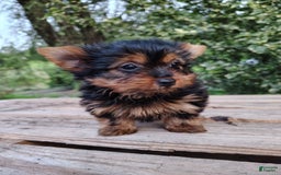 Yorkshire Terrier dogs for sale: Shep - Image 7