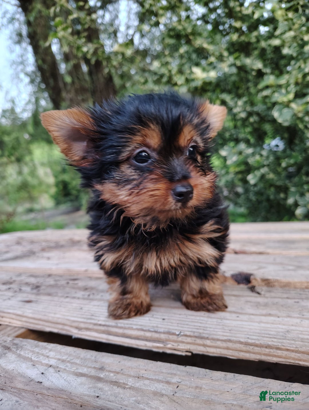 Yorkshire Terrier dogs for sale: Shep - Image 7
