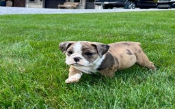 English Bulldog dogs for sale: Sabrina - Image 4