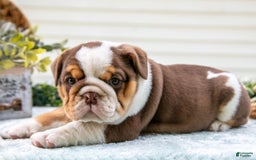 English Bulldog dogs for sale: Emily - Image 4