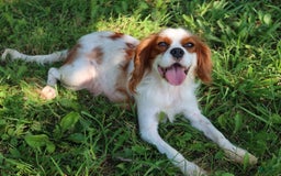 Cavalier King Charles Spaniel dogs for sale: Sage - Image 2