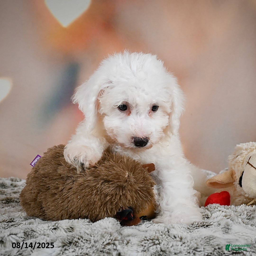 Bichon Frise dogs for sale: Bendict - Image 2