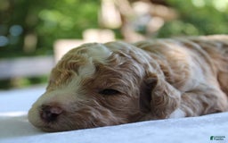 Standard Poodle dogs for sale: London Moyen - Image 18