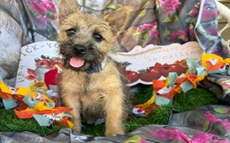 Cairn Terrier dogs for sale: Captain - Image 14