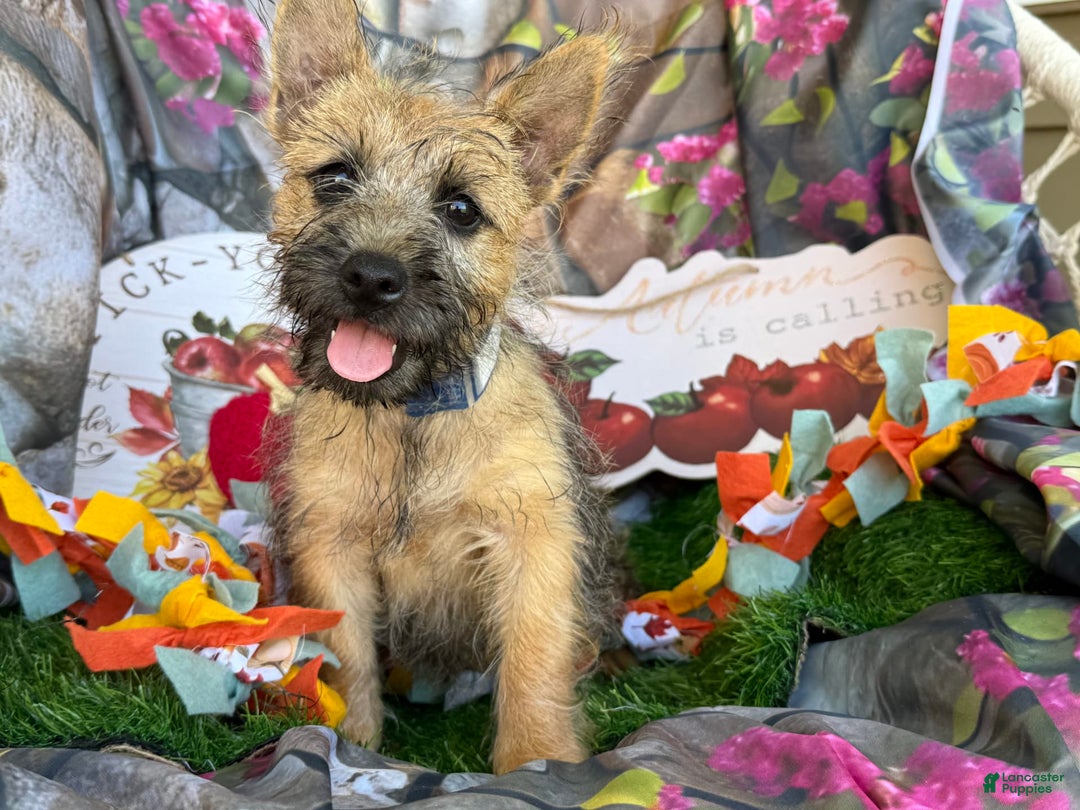 Cairn Terrier dogs for sale: Captain - Image 14