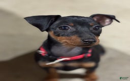 Miniature Pinscher dogs for sale: Bell - Image 7