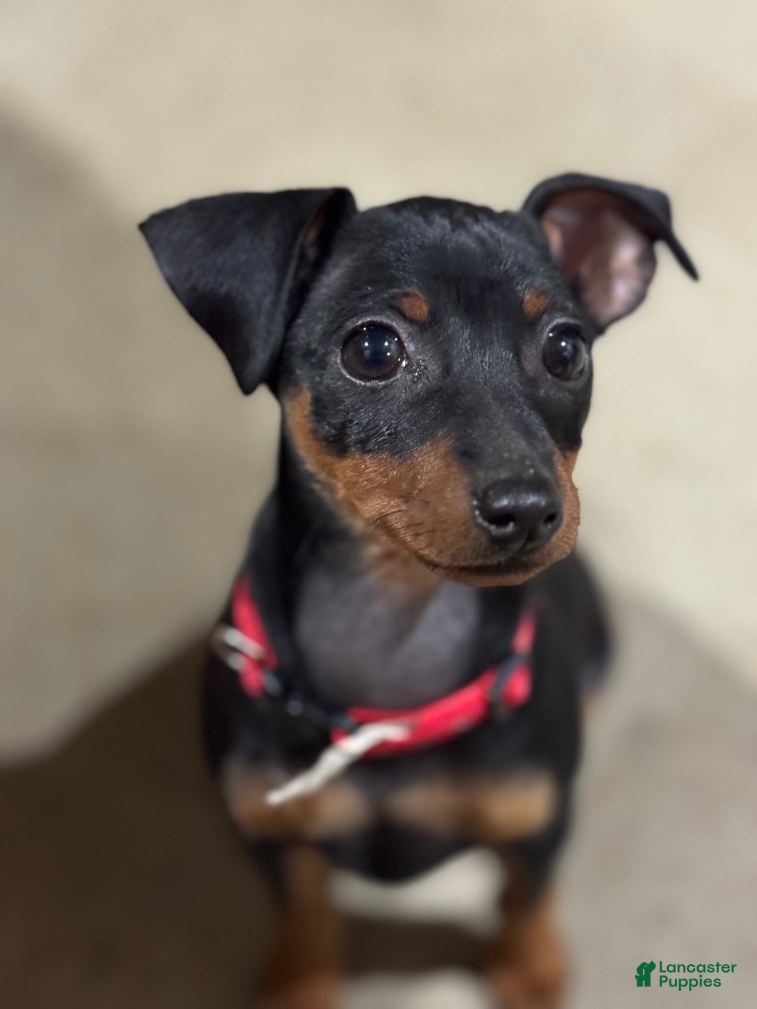 Miniature Pinscher dogs for sale: Bell - Image 7