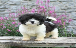 Malshi dogs for sale: Cookies N Cream - Image 2