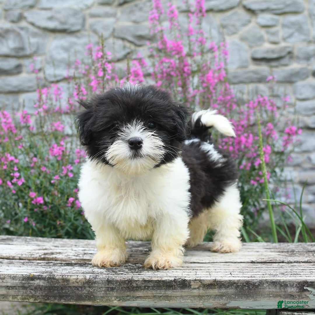 Malshi dogs for sale: Cookies N Cream - Image 2