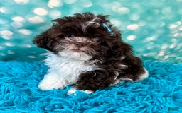 Shihpoo dogs for sale: Lil Alfie - Image 2