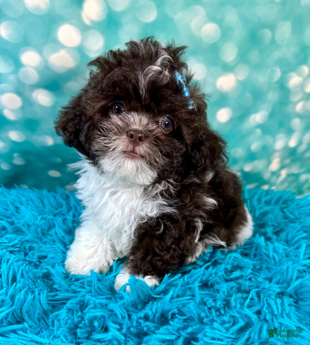 Shihpoo dogs for sale: Lil Alfie - Image 2