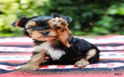 Yorkshire Terrier dogs for sale: Olivia Teacup - Image 5