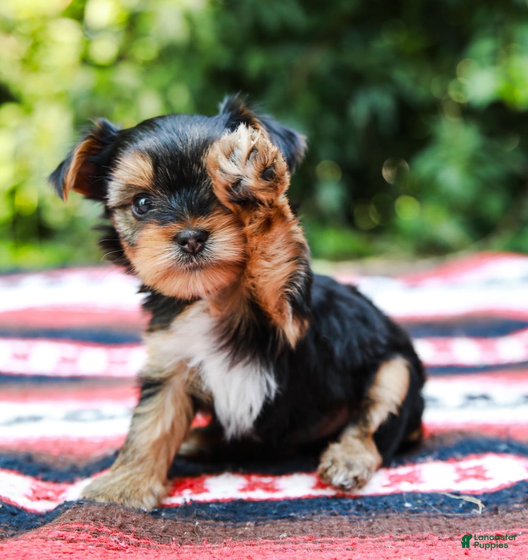 Yorkshire Terrier dogs for sale: Olivia Teacup - Image 5