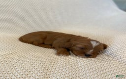 Cavapoo dogs for sale: Maverick - Image 3