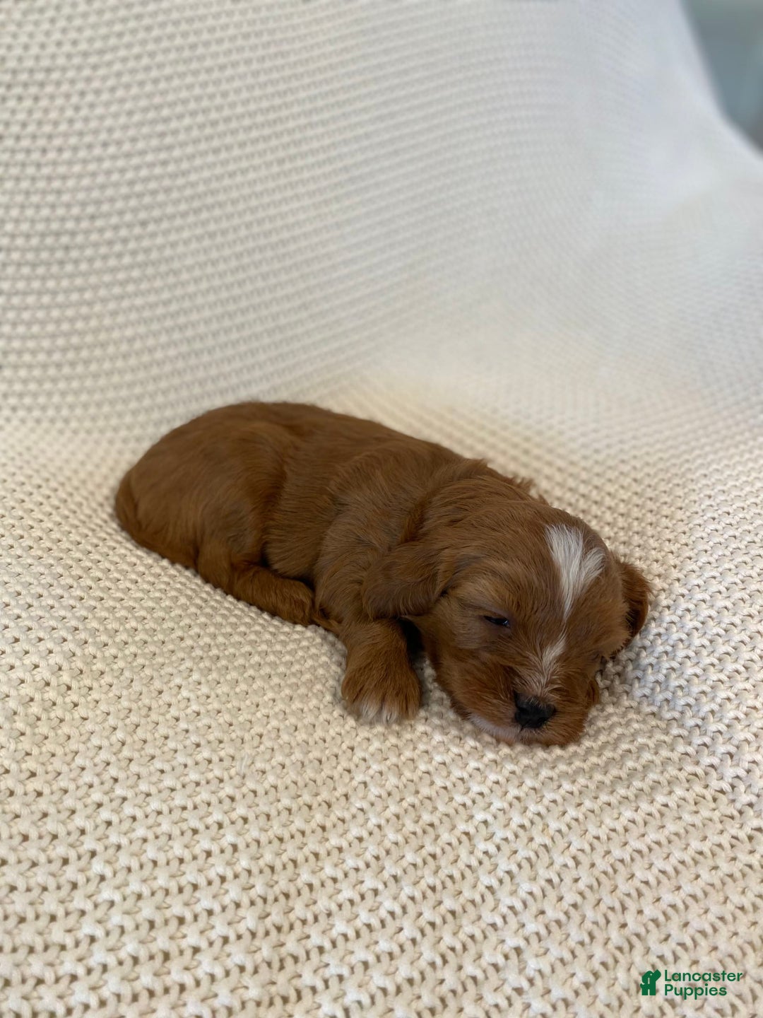 Cavapoo dogs for sale: Maverick - Image 3