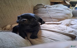 Pug dogs for sale: Molly - Image 2