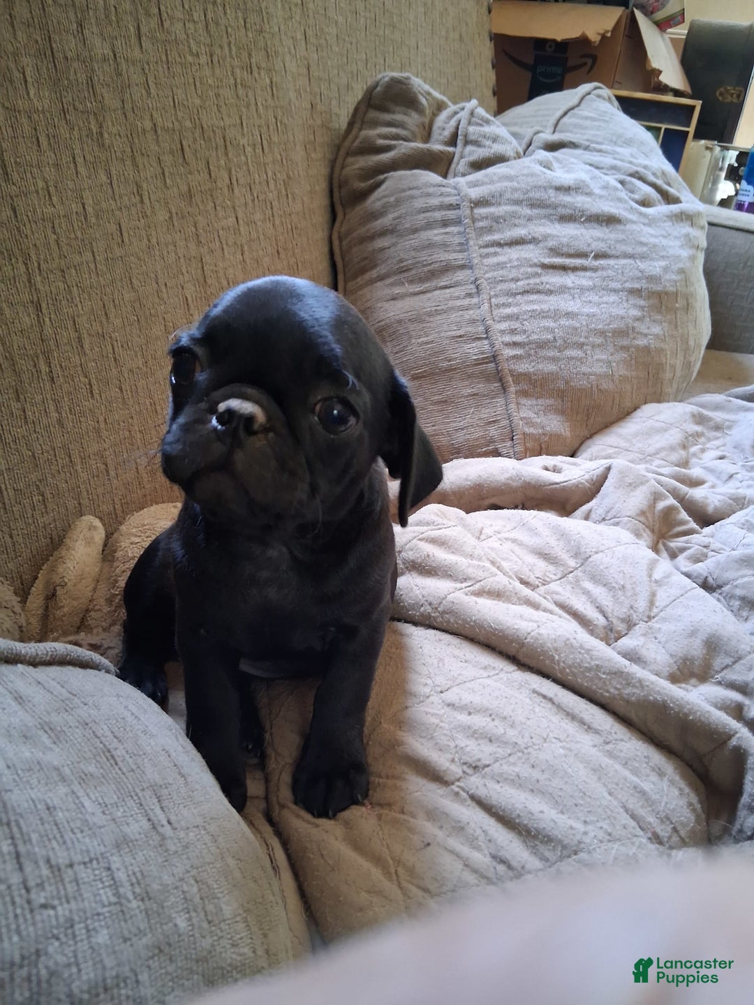 Pug dogs for sale: Molly - Image 2