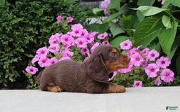 Dachshund dogs for sale: Princess - Image 10