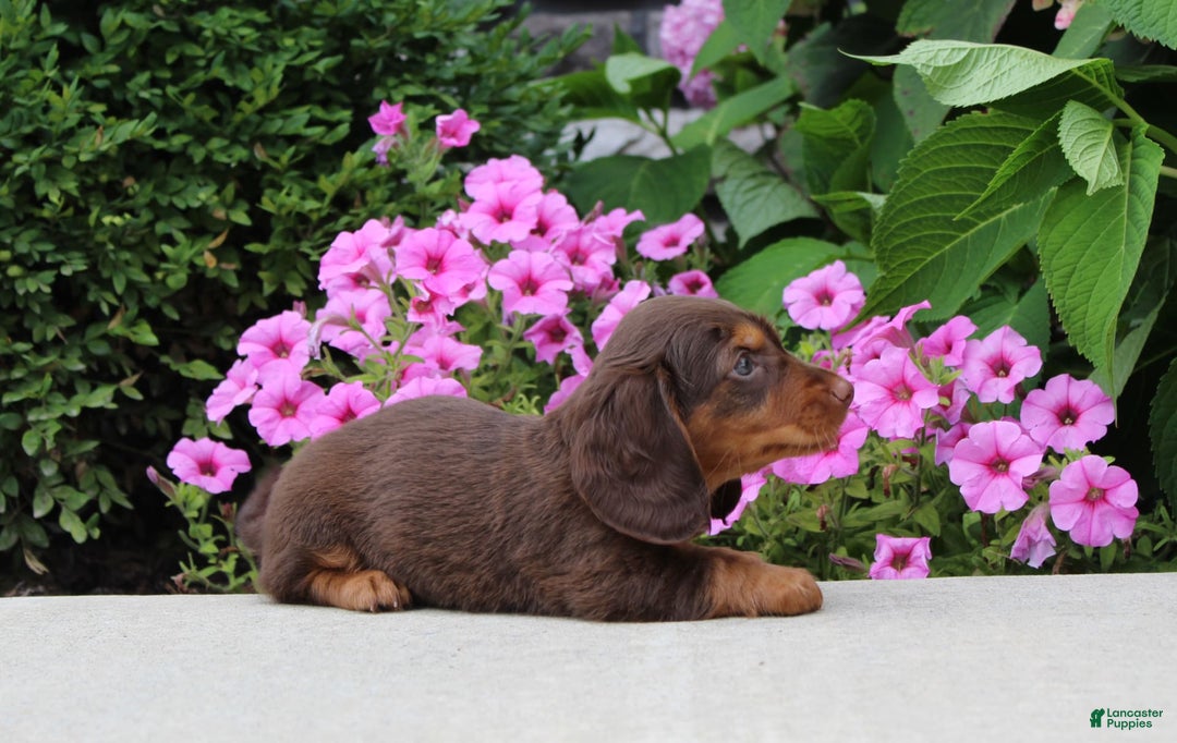 Dachshund dogs for sale: Princess - Image 10