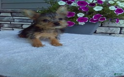 Yorkshire Terrier dogs for sale: Yorkshire Terrier 4 puppies - Image 2