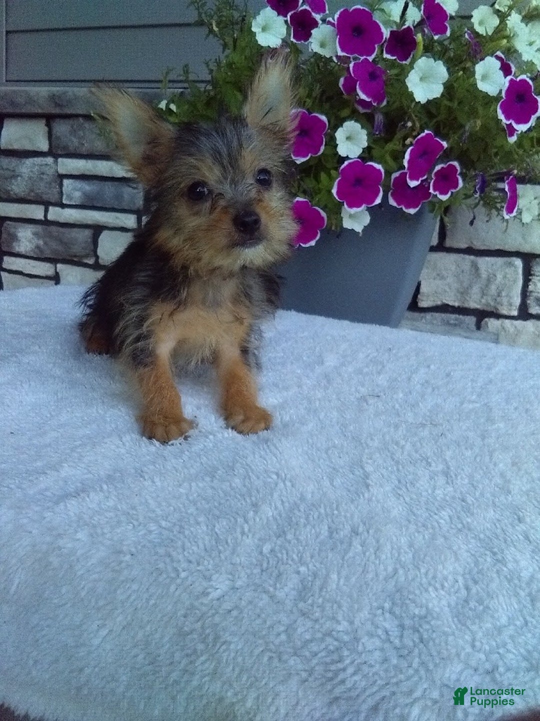 Yorkshire Terrier dogs for sale: Yorkshire Terrier 4 puppies - Image 2