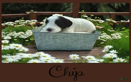 Bernedoodle dogs for sale: Chip - Image 5