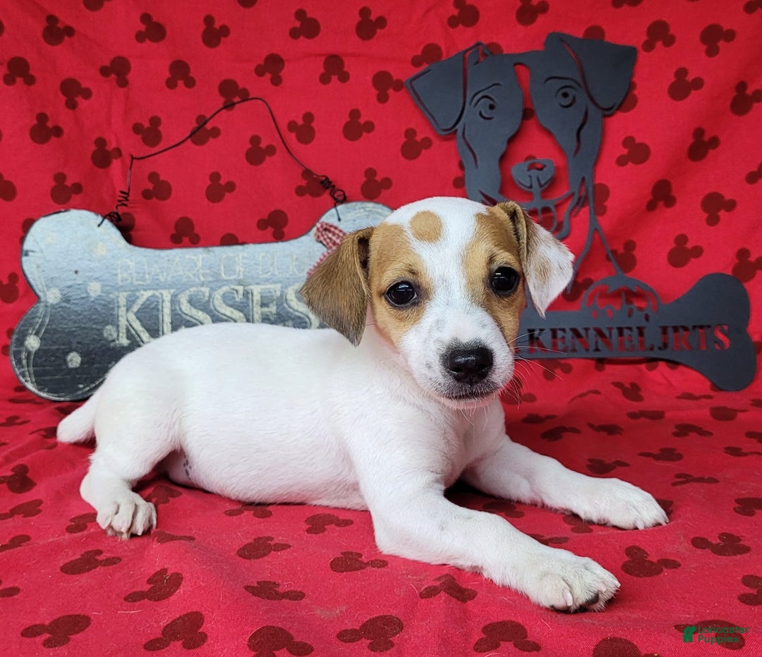 Jack Russell Terrier dogs for sale: June Broken Coat Jrt - Image 11