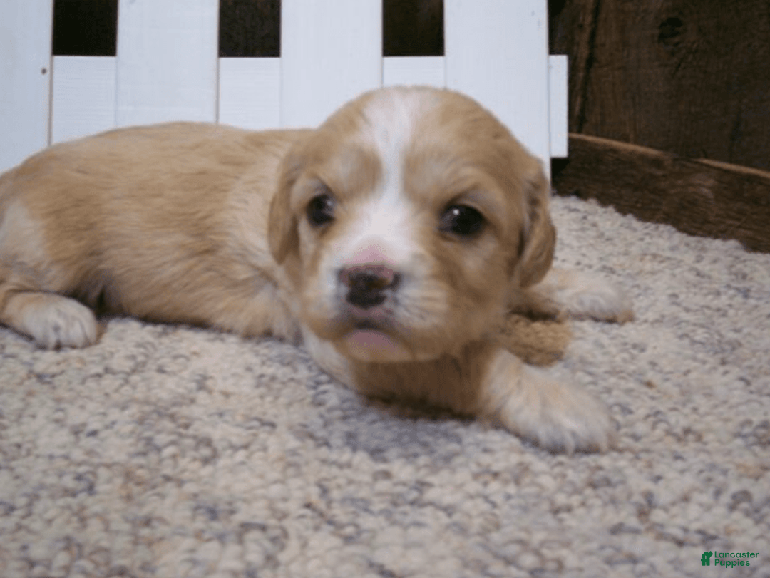 Cavachon dogs for sale: Dexter - Image 18