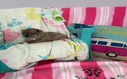 French Bulldog dogs for sale: Akc Blue Merle - Image 14