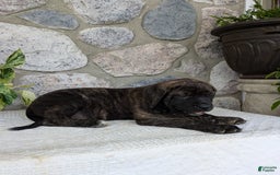 English Mastiff dogs for sale: Blossom - Image 6