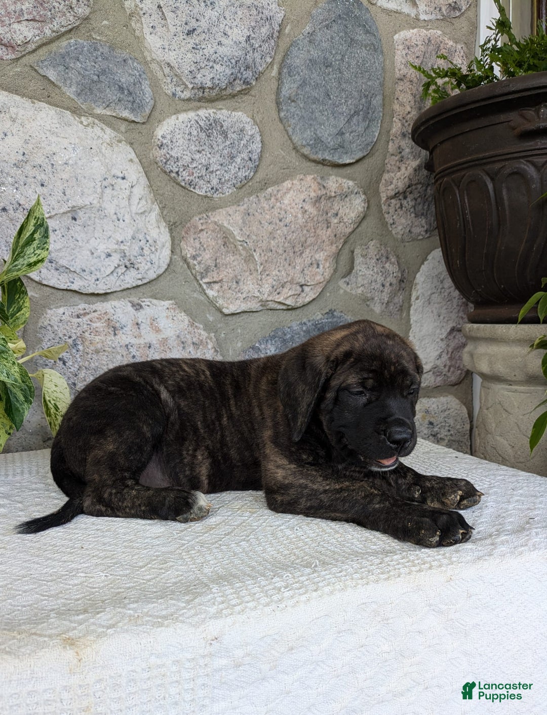English Mastiff dogs for sale: Blossom - Image 6
