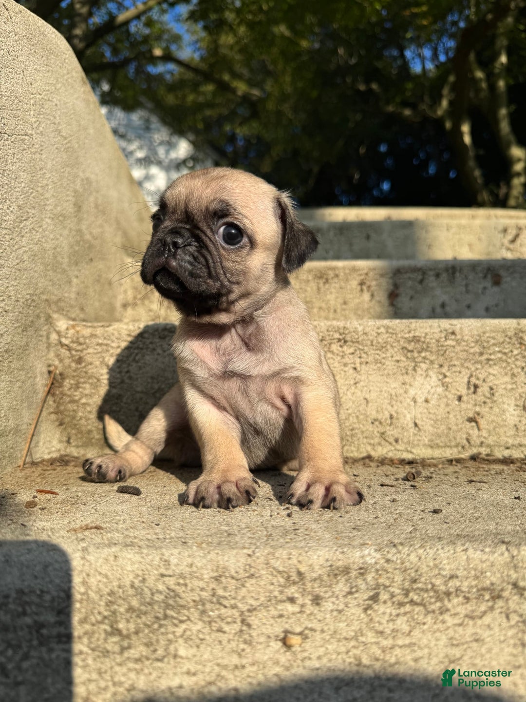 Pug dogs for sale: Bruno - Image 1