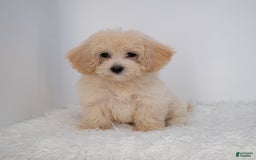 Maltipoo dogs for sale: Rebecca - Image 30