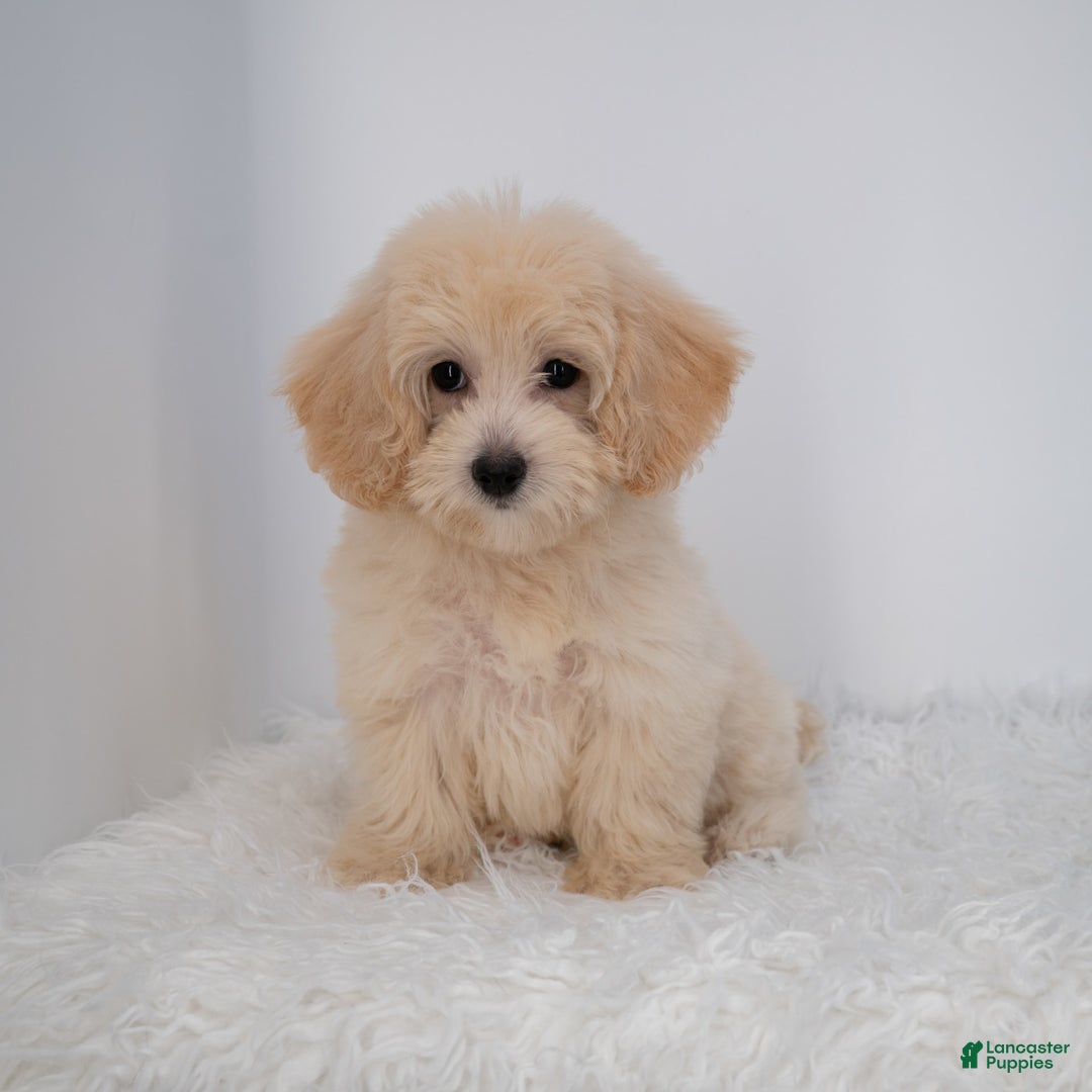 Maltipoo dogs for sale: Rebecca - Image 30